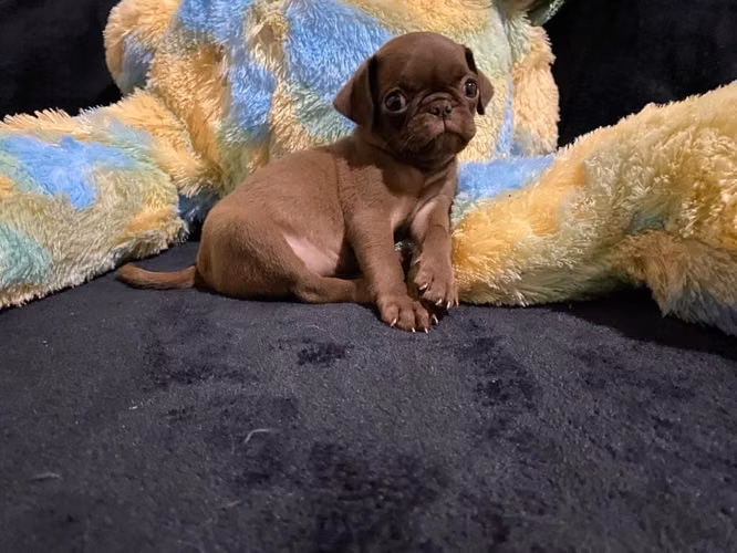 Pug - Imagen 2
