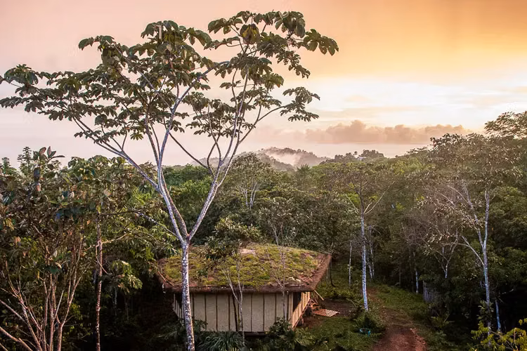 Eco-Alojamiento Sostenible en la Selva con Vistas - Imagen 8