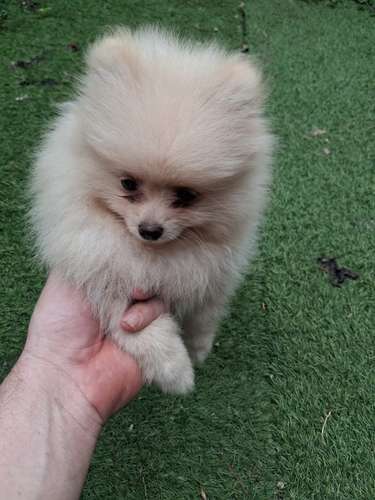 POMERANIAN 2 MESES HEMBRA 29 DE OCTUBRE 2026 PERROSALFAK9.COM - Imagen 2
