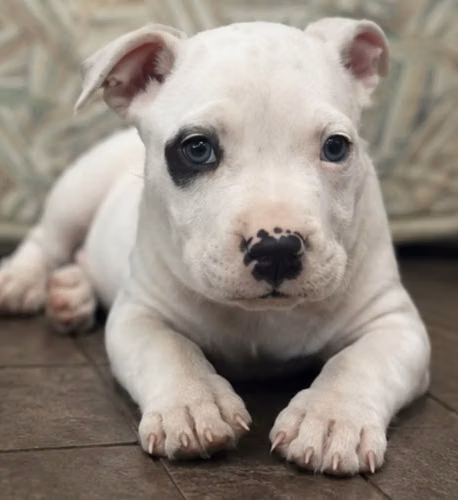 American Staffordshire Terrier 2 meses 27 agosto macho