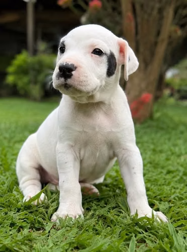American Staffordshire Terrier hembra 2 meses 02 SETIEMBRE 2026