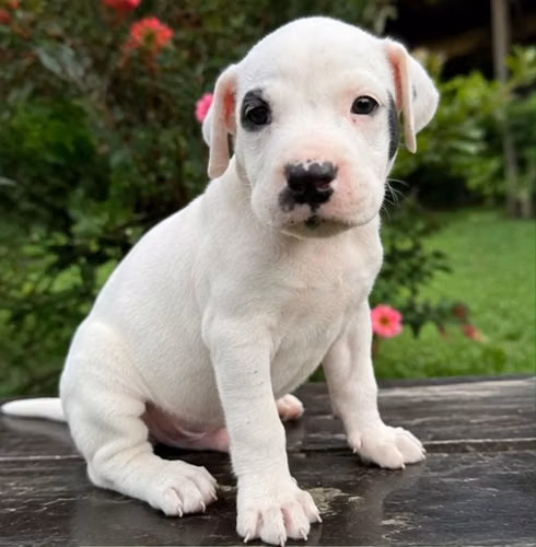 American Staffordshire Terrier hembra 2 meses 02 SETIEMBRE 2026 - Imagen 2