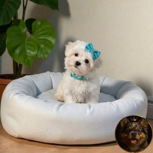 Bichón Maltés - Imagen 3