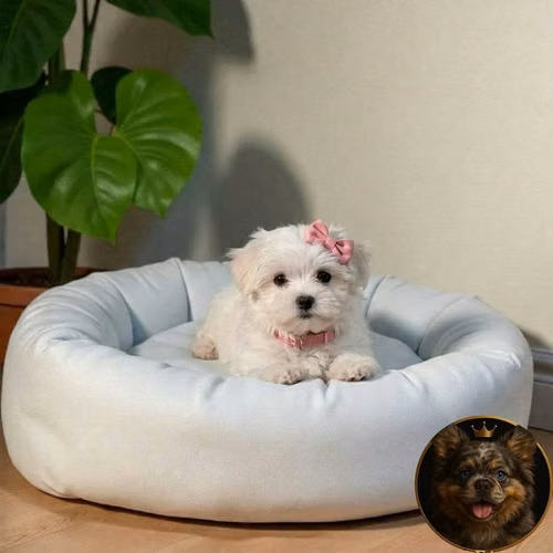 Bichón Maltés - Imagen 4