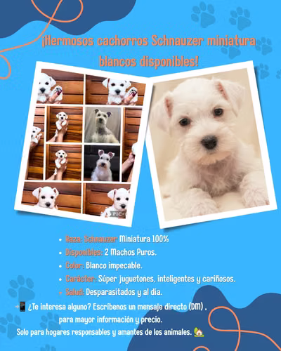 Schnauzer blanco miniatura real cachorros puros