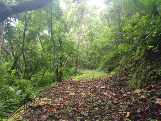 19ha con Selva tropical y Vistas al Golfo de Nicoya (2254) - Imagen 4