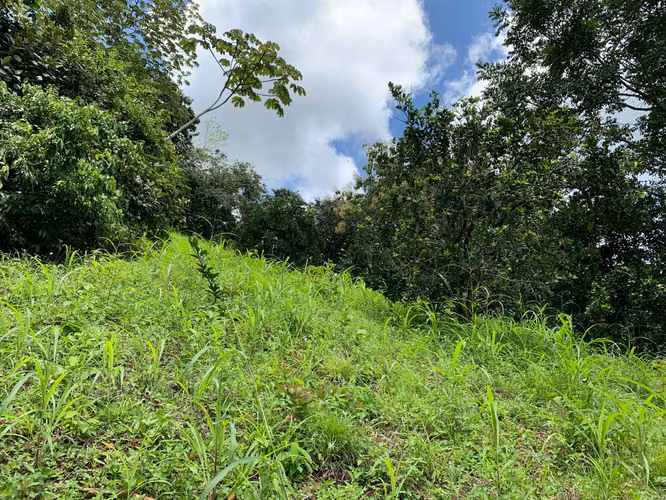 3ha con plantación de naranjas en la península de Nicoya (3414) - Imagen 9