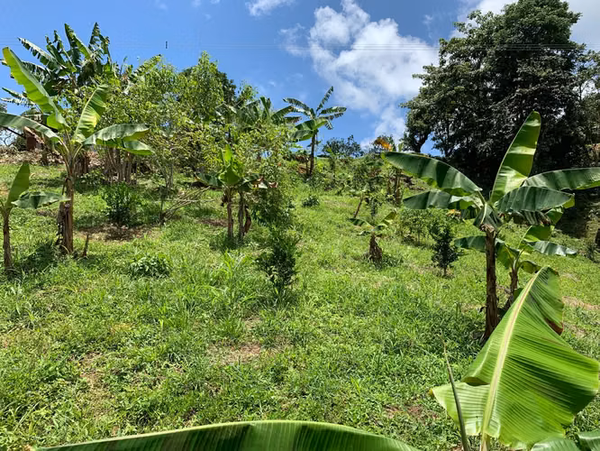 3ha con plantación de naranjas en la península de Nicoya (3414) - Imagen 4