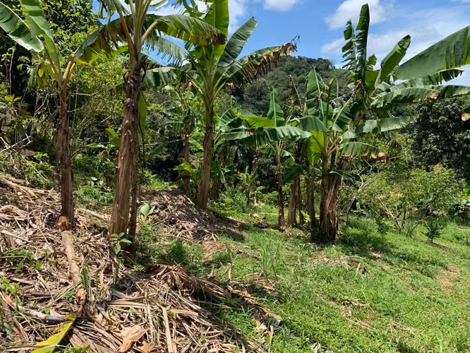3ha con plantación de naranjas en la península de Nicoya (3414) - Imagen 5