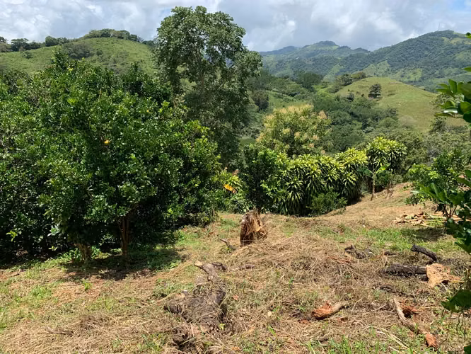 3ha con plantación de naranjas en la península de Nicoya (3414) - Imagen 3