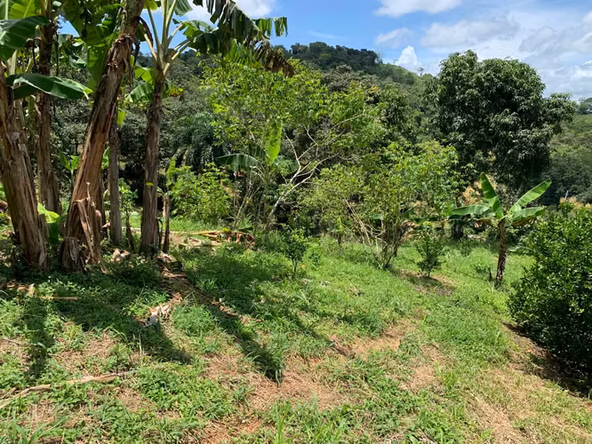 3ha con plantación de naranjas en la península de Nicoya (3414) - Imagen 6