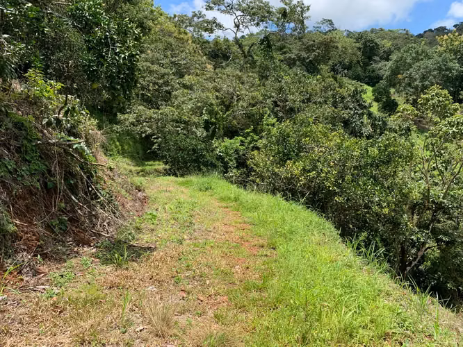 3ha con plantación de naranjas en la península de Nicoya (3414) - Imagen 7