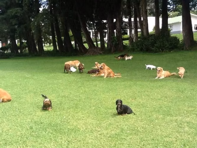 Etología CANINA Escuela en POSITIVO - Imagen 2
