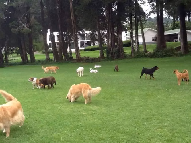 Etología CANINA Escuela en POSITIVO - Imagen 4