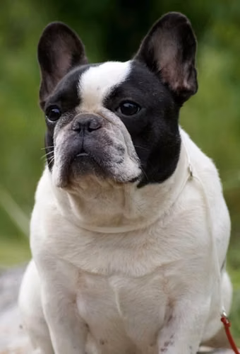 Hermosa HEMBRA BULLDOG FRANCES - Imagen 4