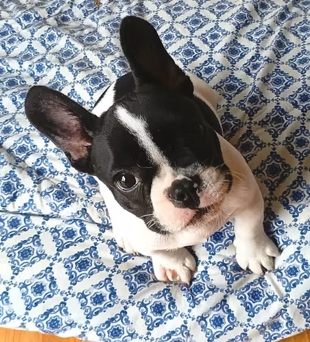 Hermosa HEMBRA BULLDOG FRANCES