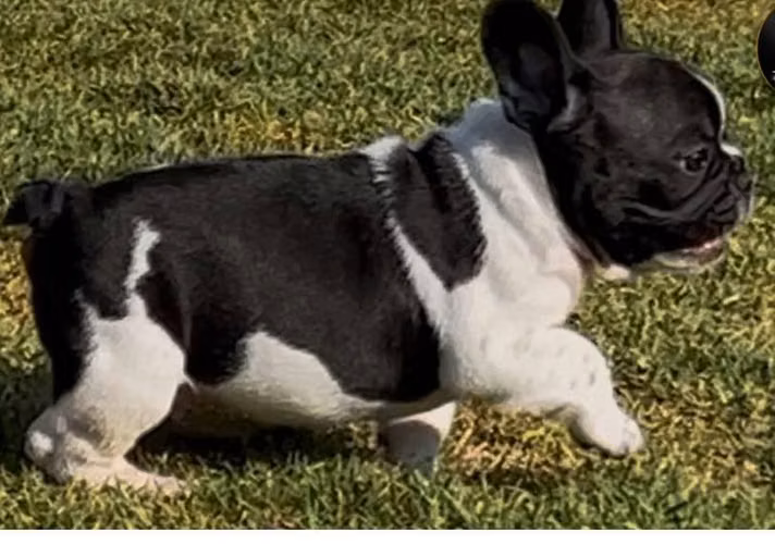 Hermosa HEMBRA BULLDOG FRANCES - Imagen 2