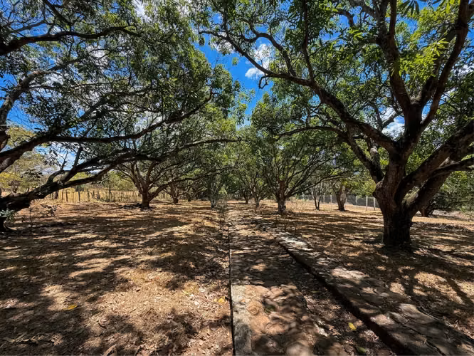 Vende/Alquila finca con casas y piscina en Coyolar, Orotina (MV) - Imagen 6