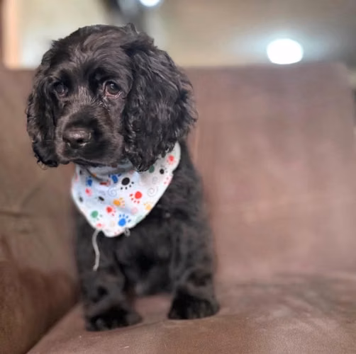 Cocker spaniel inglés - Imagen 2