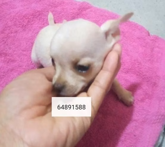 Chihuahuas Minis - Imagen 2