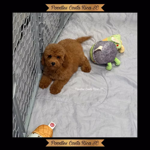 French poodle