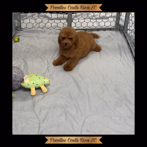 French poodle