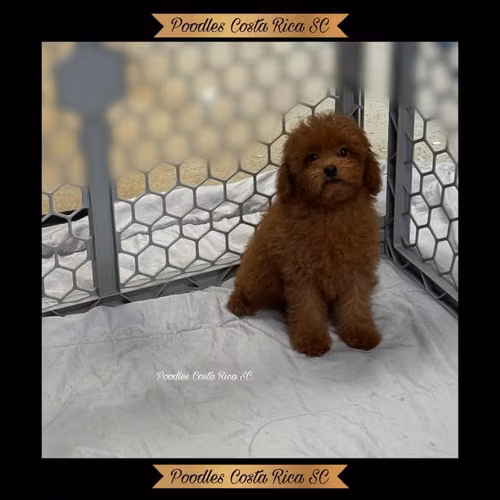 Caniches color rojizo (French Poodle)