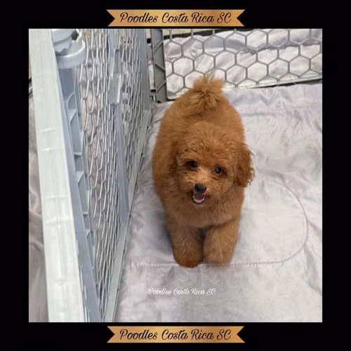 Caniches color rojizo (French Poodle) - Imagen 3