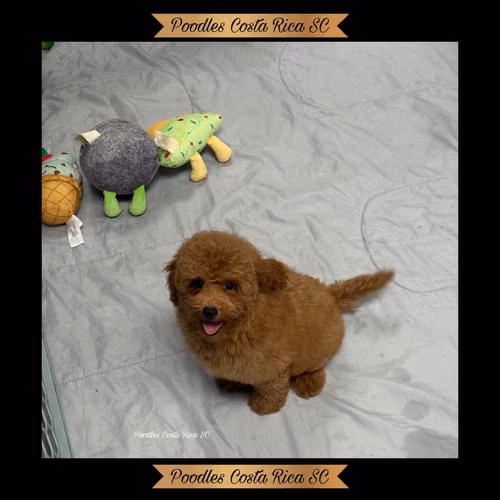 French poodle