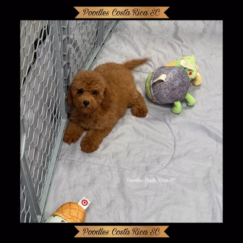 French poodle