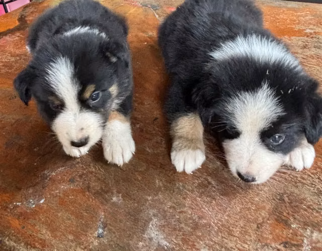 Cachorros Border Collie tricolor