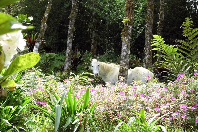 Finca con casa ideal para ECO TURISMO, San Isidro del Guarco, Cartago $1750