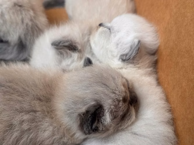 HERMOSOS GATITOS HIMALAYAS PUROS - Imagen 2