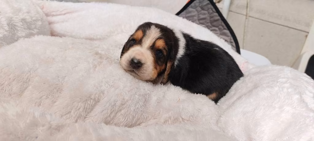 Basset hound - Imagen 3