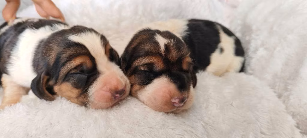 Basset hound - Imagen 2