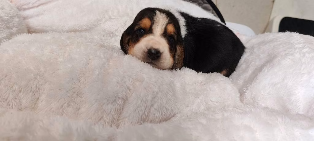 Basset hound
