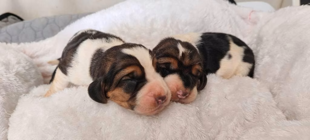 Basset hound - Imagen 6
