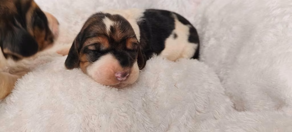 Basset hound - Imagen 5