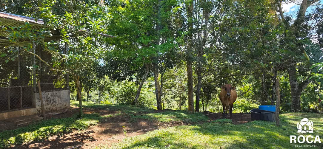 Venta de finca en San Pedro de Perez Zeledon - Imagen 17