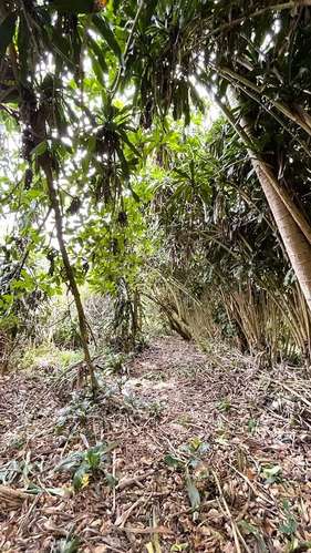 TERRENO EN VENTA EN SAN ISIDRO, SAN RAMÓN - Imagen 17