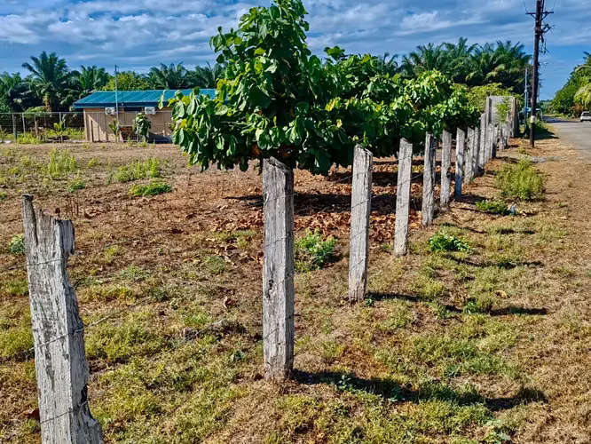4200 m² Terreno en Parrita: Ideal para Desarrollo Agrícola o Residencial Cerca de Playa Palo Seco