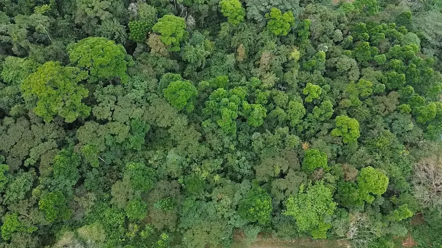VENTA / Finca de ensueño en la provincia de ALAJUELA - Imagen 2