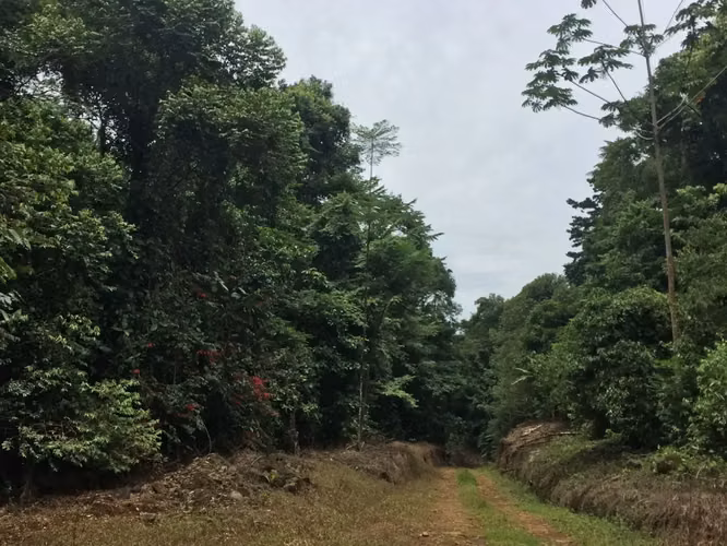 Amplio terreno agrícola y ganadero de 83 hectáreas en Sarapiquí, Heredia - Imagen 9