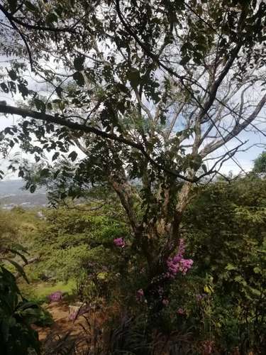 Hermoso lote en Santa Ana para Desarrollador - Imagen 8