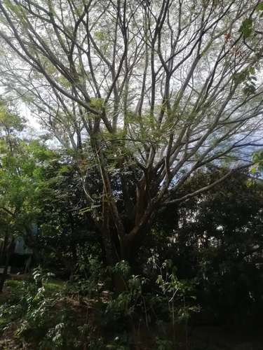 Hermoso lote en Santa Ana para Desarrollador - Imagen 7