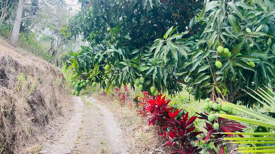 TERRENO EN VENTA EN ATENAS, ALAJUELA - Imagen 11