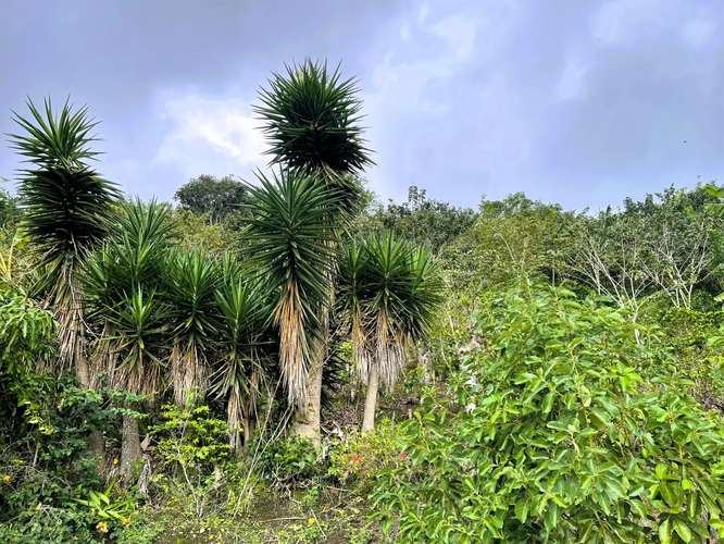 TERRENO EN VENTA EN ATENAS, ALAJUELA - Imagen 18