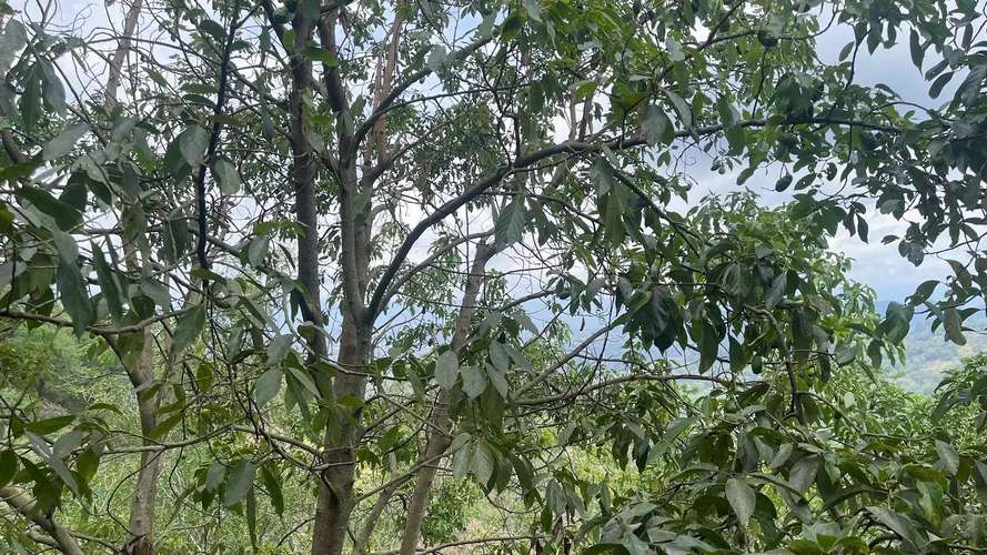 TERRENO EN VENTA EN ATENAS, ALAJUELA - Imagen 10