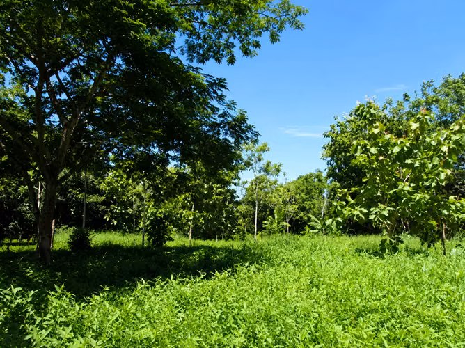 Excelente Lote de 1 Hectárea en Parrita – Oportunidad para Desarrollo Residencial - Imagen 3