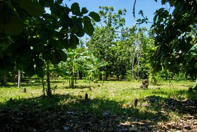 Excelente Lote de 1 Hectárea en Parrita – Oportunidad para Desarrollo Residencial - Imagen 4